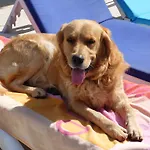 Lejlighedshotel Merve Apartments, Your From In Bodrum, Street Cats Frequent The Property, Not Have Balconies , Ground Floor Have Terrace With Table And Chairs 4*