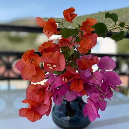Aparthotel Merve Apartments, Your From In Bodrum, Street Cats Frequent The Property, Not Have Balconies , Ground Floor Have Terrace With Table And Chairs