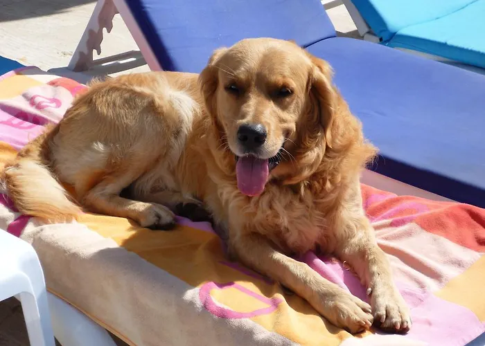 Hotel apartamentowy Merve Apartments, Your From In Bodrum, Street Cats Frequent The Property, Not Have Balconies , Ground Floor Have Terrace With Table And Chairs 4*