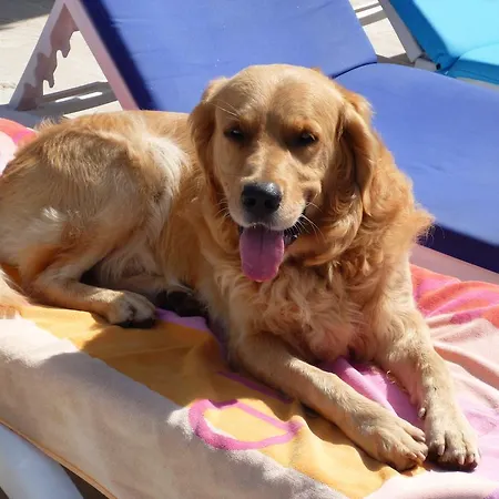 公寓式酒店 Merve Apartments, Your From In Bodrum, Street Cats Frequent The Property, Not Have Balconies , Ground Floor Have Terrace With Table And Chairs 4*