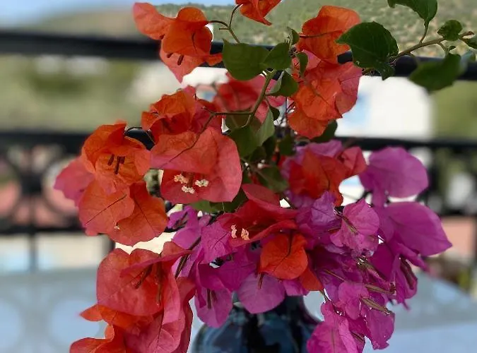 Apartmanhotel Merve Apartments, Your From In Bodrum, Street Cats Frequent The Property, Not Have Balconies , Ground Floor Have Terrace With Table And Chairs